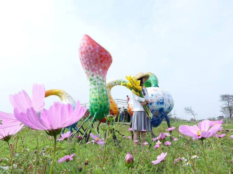 「2017桃園彩色海芋季」有桃園花卉產業的獨特與多元。結合台灣本土藝術家合作創作大型裝置藝術作品高淑瑛老師的「海誓山盟」等作品，彷彿來到美麗的戶外博物館。   圖:桃園市政府提供