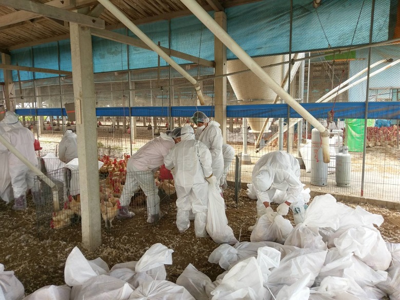 農委會今 (18) 日確診台南市下營區一處養雞場的雞隻感染H5N2亞型高病原性禽流感，動保處隨即撲殺3萬4072隻雞。資料畫面。   圖：新頭殻資料畫面
