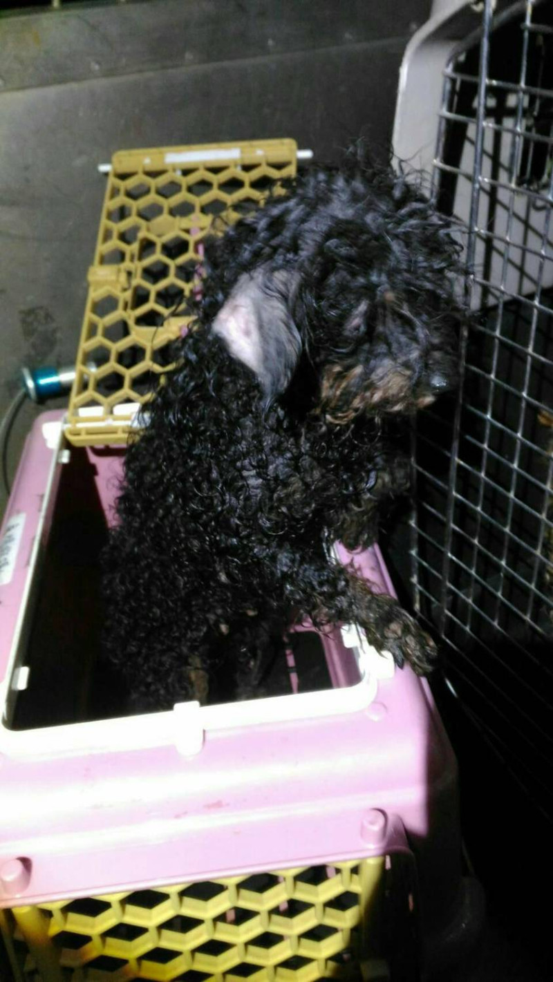 新北市發現遭惡意棄養的犬隻。   圖:翻攝自新北市動保處網站。