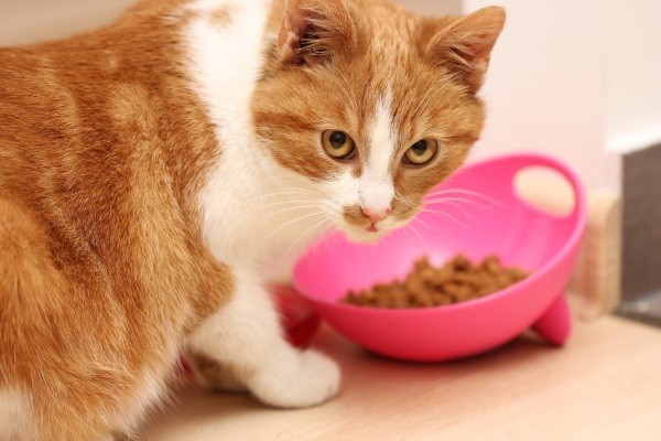 貓咪喜歡用自己專屬的碗吃飯，而且最好要有一個私人的吃飯空間。   圖：寵毛網petsmao資訊平台提供