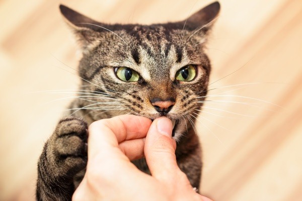 如果貓奴有餵藥的需求時，建議使用零食來餵，並且要與吃飯時間錯開。   圖：寵毛網petsmao資訊平台提供