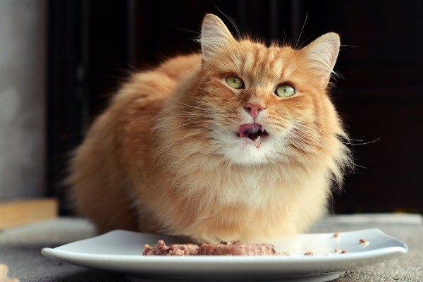超過24小時不進食，貓咪很容易出現肝臟脂肪代謝障礙，千萬不要讓貓咪挨餓。   圖：寵毛網petsmao資訊平台提供