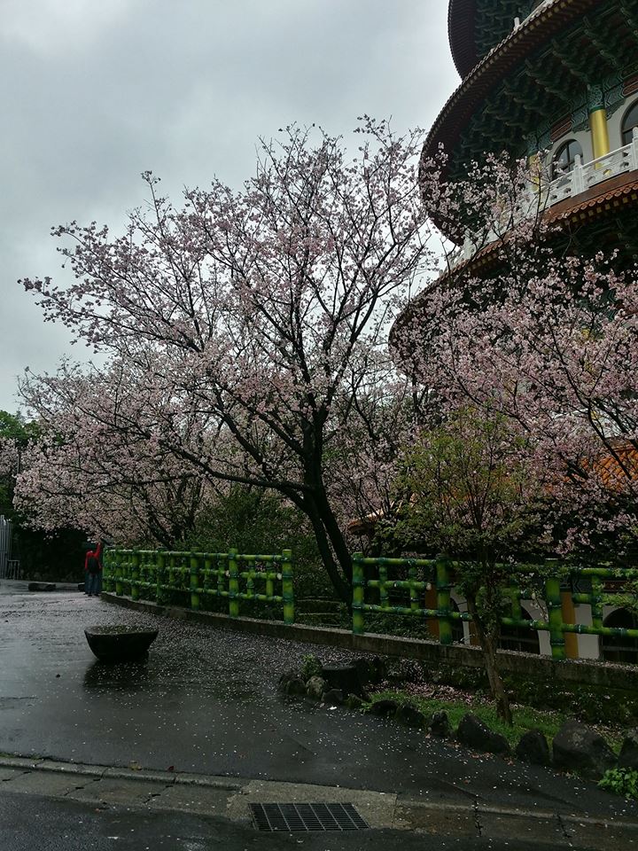 每年3月至4月間，天元宮園區內吉野櫻繁華盛開，成為天元宮內獨特的自然景觀。   圖：翻攝自淡水天元宮花況報導臉書