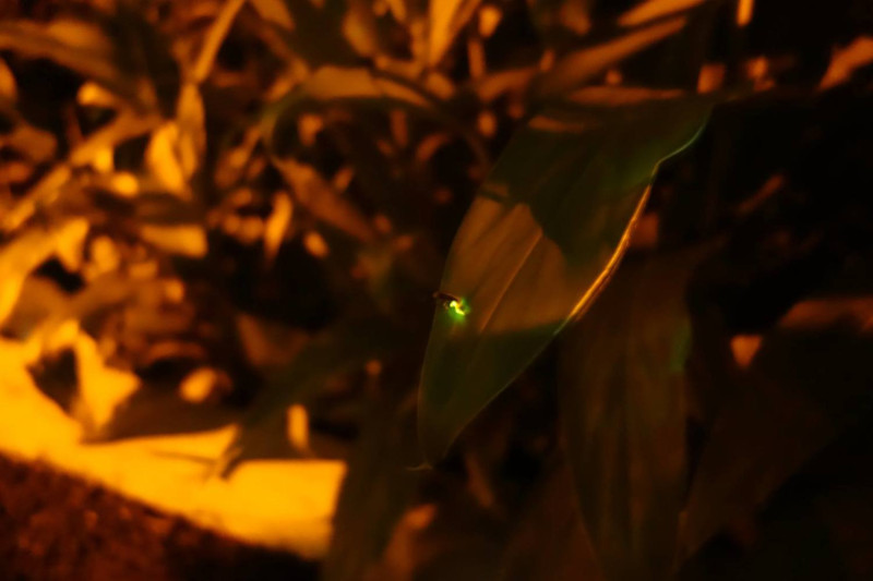 大安森林公園透過生態工法，近年成功復育螢火蟲。   圖：翻攝自大安森林公園之友基金會臉書