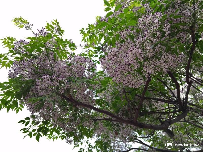 苦楝花的名字聽起來很悲情，讓人無法把它和夢幻浪漫的賞花聯想在一塊，但它在盛開時，大樹上遍佈著細小的淡紫色花朵，如夢似幻的小紫花和新春的綠色嫩芽，在樹梢上互相呼應，浪漫至極。
