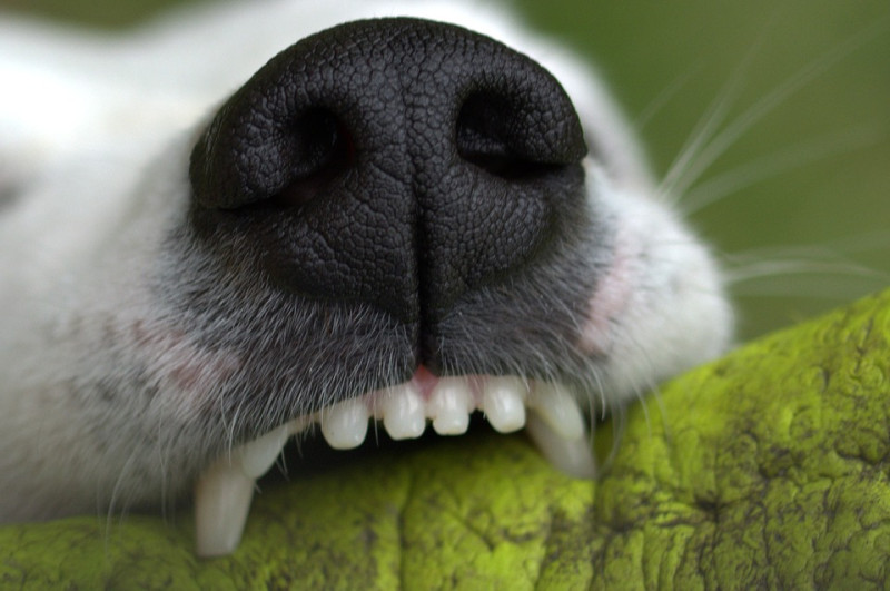當蛀牙發生在狗狗的門牙或犬齒時，容易引發鼻腔感染，出現流鼻涕、打噴嚏或流鼻膿等問題。   圖：寵毛網petsmao資訊平台提供