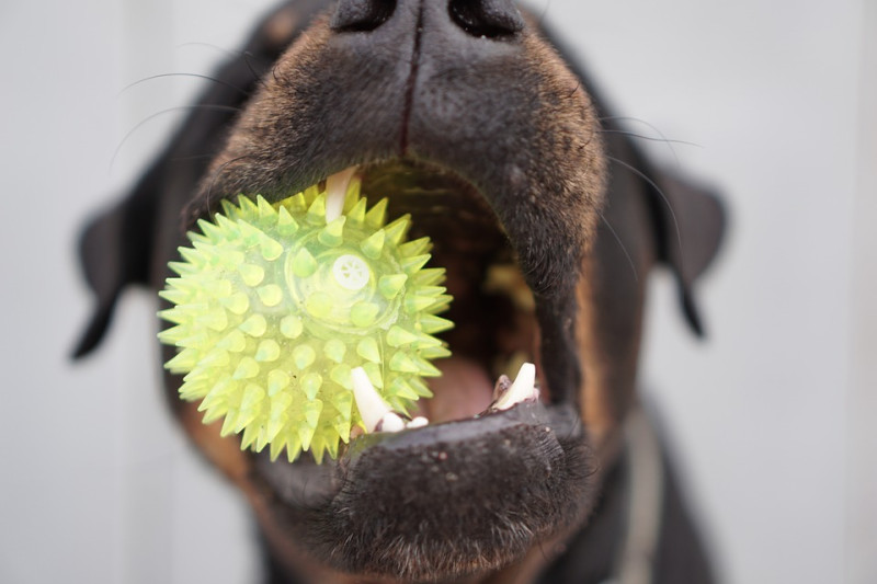 你家狗狗的牙齒健康嗎? 人類有牙周病的困擾，狗狗其實也會唷   圖：寵毛網petsmao資訊平台提供