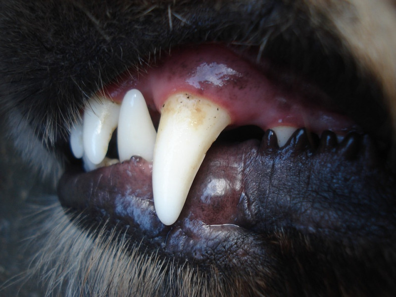 口腔中有許多細菌，這些細菌靠著口水附著在牙齒表面上，2~3天後就會在狗狗的牙齒上形成一層明顯黃白色的「垢」，這就是牙菌斑。   圖：寵毛網petsmao資訊平台提供