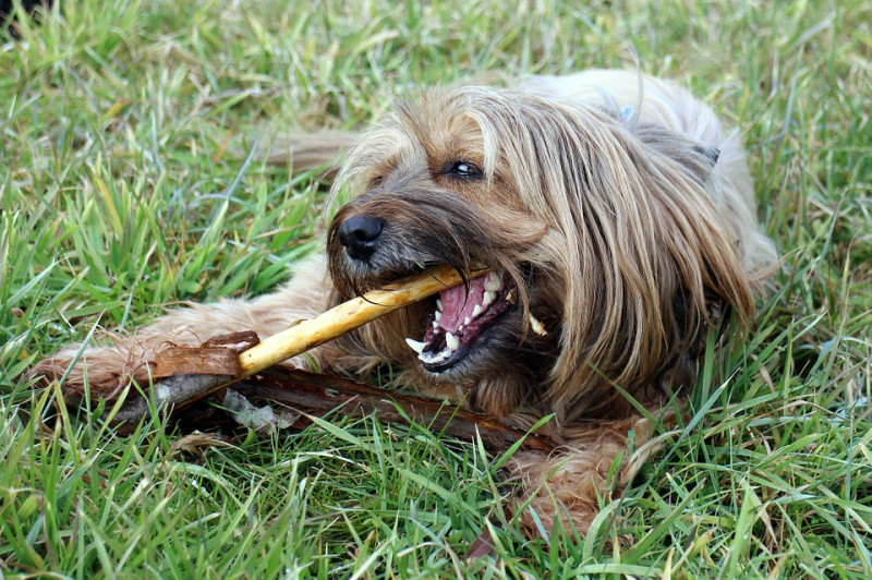 狗狗無法幫自己刷牙，只能依靠主人幫忙狗狗做好口腔清潔護理，就算狗狗再怎麼討厭被清潔牙齒，為了狗狗好，主人還是要花點小心思與技巧，才能讓狗狗擁有一口好牙喔!   圖：寵毛網petsmao資訊平台提供