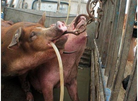 屠宰場虐待動物事件頻傳。   圖:翻攝自網路。