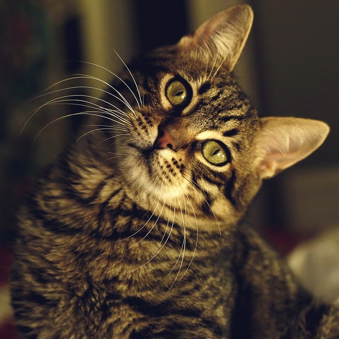 貓咪就是一個獨特的生物，在行動學的實驗中，也發揮了牠的個性，實在是令人難以捉模的動物啊！   圖：寵毛網petsmao資訊平台提供