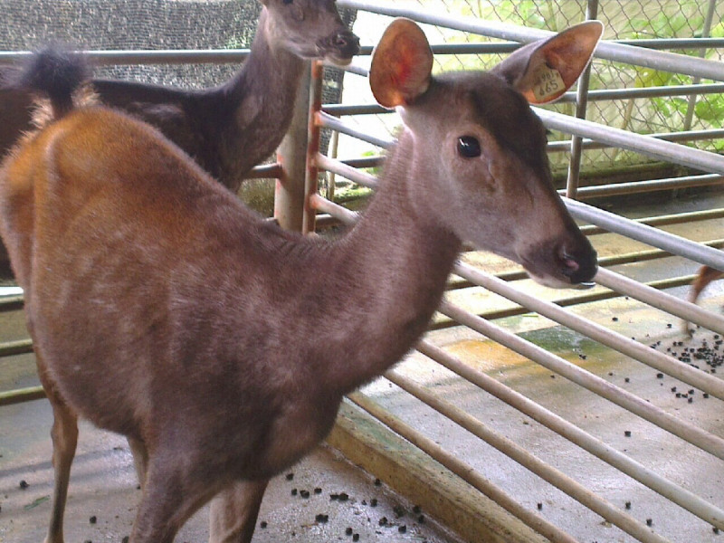 年幼的鹿隻自出身就必須經過嚴格檢驗，圖中小鹿的耳內貼有檢驗記錄用標籤。   圖：翻攝自臺灣鹿園網站