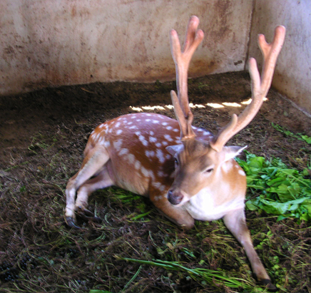 所謂鹿茸指得是雄鹿的未骨化、且密生絨毛的幼角，而不是耳朵內的毛。   圖：翻攝自臺灣鹿園網站