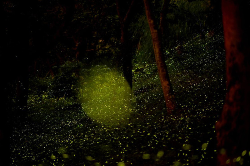 東勢林場近幾年成功復育螢火蟲，可一次看到上萬隻螢火蟲漫天飛舞。   圖：翻攝自東勢林場遊樂區臉書