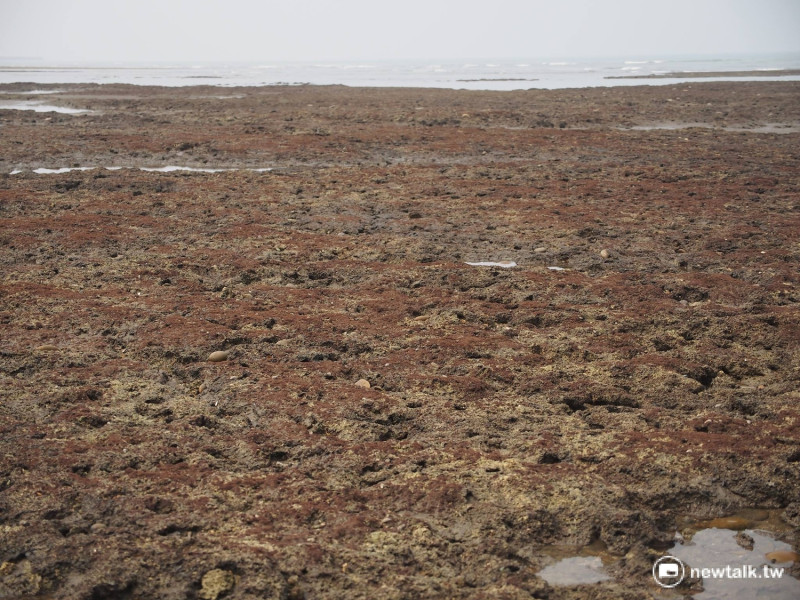 桃園觀音、新屋一帶的藻礁群，自7000年前便開始生長。   圖：彭素華攝