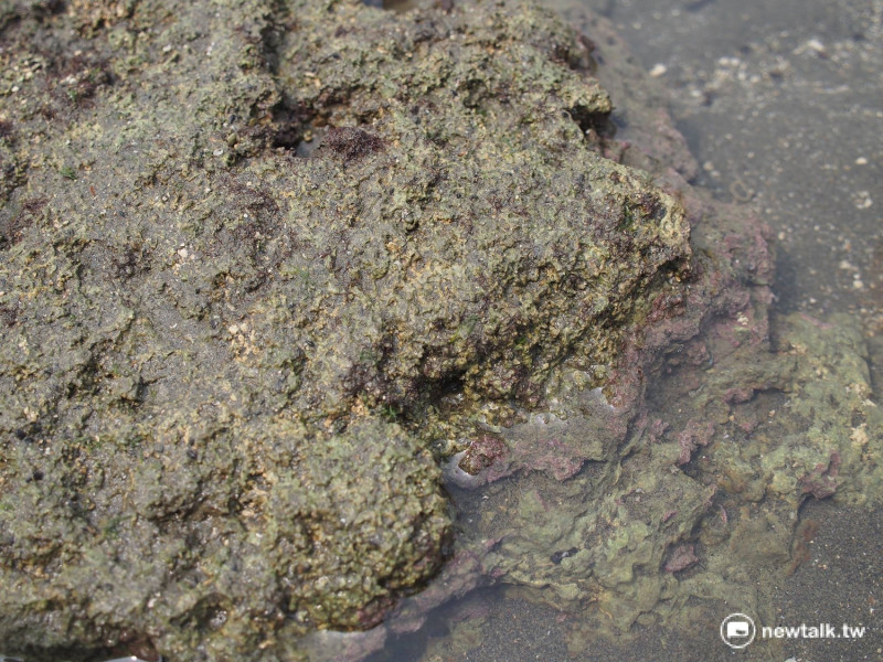 觀新藻礁是由紅藻門無節珊瑚藻在硬基質上生長而形成，外觀呈現紅色。   圖：彭素華攝