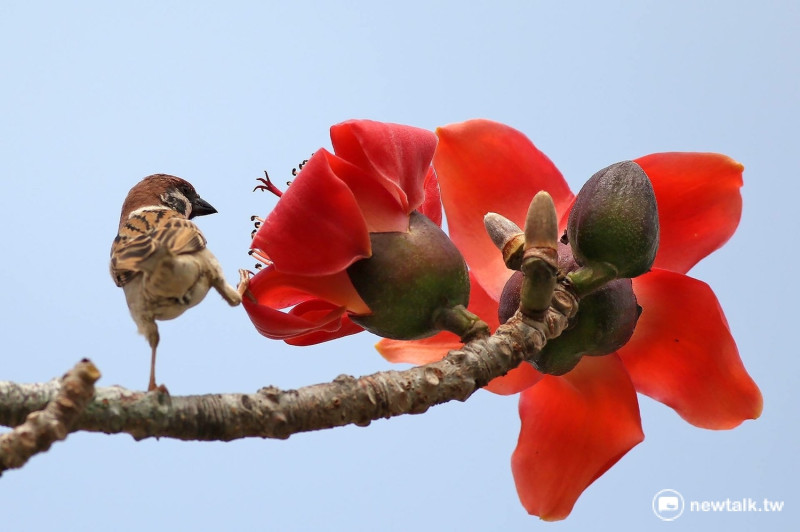 春暖花開，除了賞花外，賞鳥也是好時節。一隻麻雀飛上木棉花枝頭，鳥鳴啁啾。   圖：呂四正提供