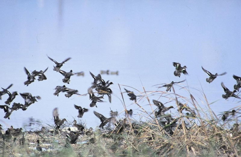 華江雁鴨公園因為環境得宜，每年皆吸引大批鳥類。   圖：台北市觀光傳播局提供