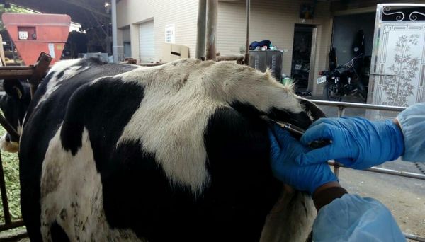 牛隻抽血檢查。   圖:嘉義縣政府提供