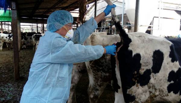 檢疫人員正在為牛抽血檢查。   圖:嘉義縣政府提供