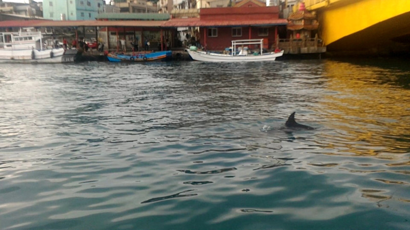 今（20）日下午基隆正濱漁港發現一隻小虎鯨在港內洄游。   圖：動物保護防疫所提供