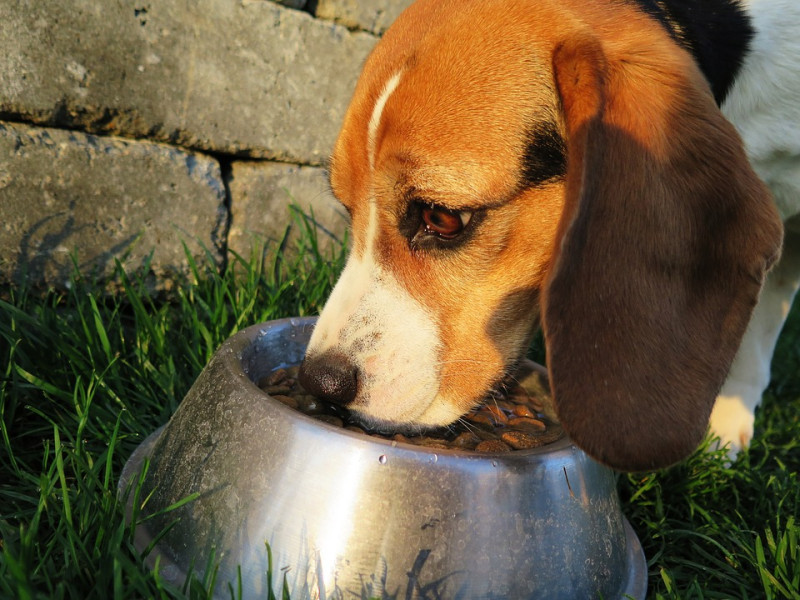 吃太快是導致狗狗打嗝最常見的原因，另外，飼料的量或是軟硬度不對，也會讓狗狗出現打嗝的現象哦！   圖：寵毛網petsmao資訊平台提供