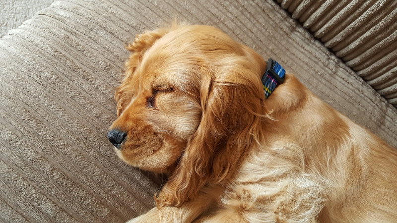 有時會發現狗狗睡到一半突然開始打嗝，還會搭配上時不時地抽動、嗚嗚嗚地叫出聲等情形。   圖：寵毛網petsmao資訊平台提供