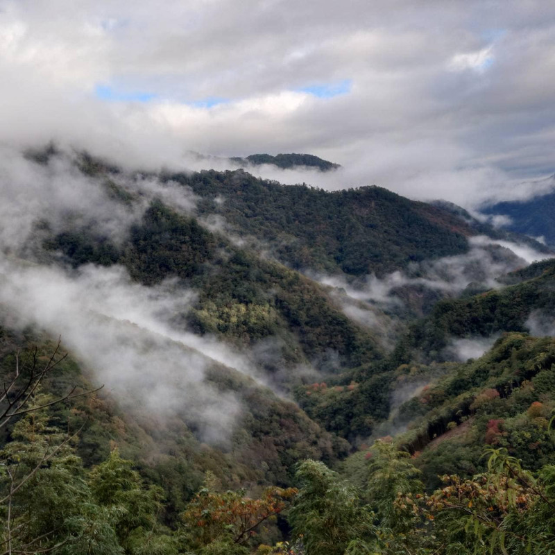 目前新竹霞喀羅國家步道的楓葉慢慢轉紅。   圖：取自霞喀羅生態旅遊臉書