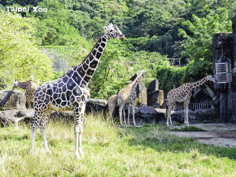 「菊忠」（前）1999年1月15日誕生於臺北市立動物園，享年23歲11個月。   圖：台北市立動物園／提供