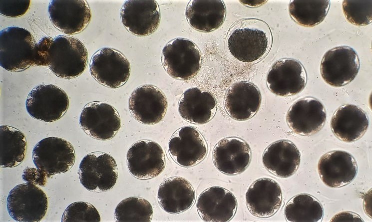 受精後的九孔鮑卵開始發育。   圖：新北市漁業處提供