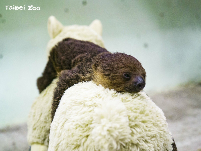 台北市動物園日於近日迎接樹懶新成員，因當天剛好是萬聖節而被保育員取名為「珊萬」。   圖：台北市立動物園／提供