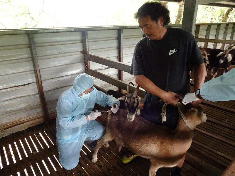 獸醫師替羊隻進行結核病檢。   圖：新北市動保處提供