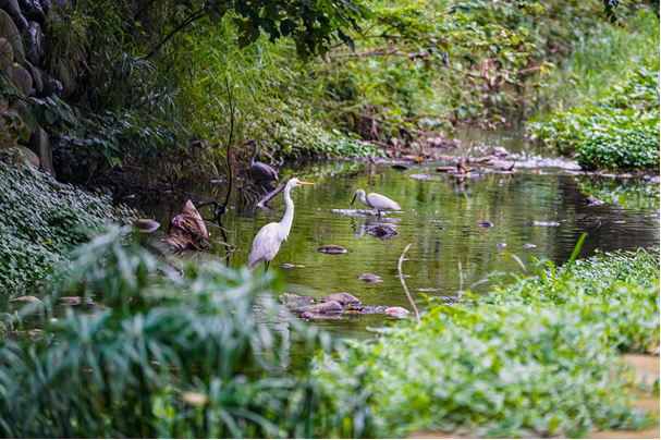 鹿角溪畔豐富動物生態（冬侯鳥－蒼鷺白鷺鷥及小白鷺於鹿角溪畔覓食）。   圖：新北市水利局提供