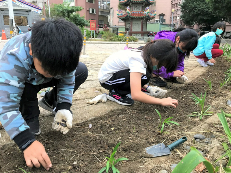 八里區米倉國小學生認養左岸花圃，進行社區棲地營造，推廣鐵炮百合等原生海濱植物。   圖：新北市環保局提供