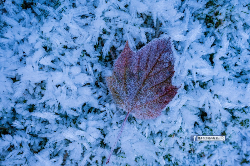 阿里山昨日清晨終在天候條件配合下出現令人驚艷的雪白霜世界。   圖：取自《漫步在雲端的阿里山》臉書