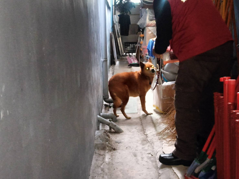年邁浪犬大黃被一細繩套住，受困巷子裡。   圖：新北市動保處提供