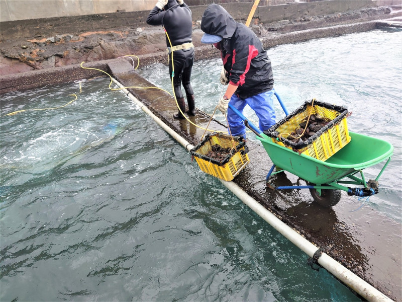 產自東北角純淨海水的鮮嫩肥美貢寮鮑，現正當季。   圖：新北市漁業處提供