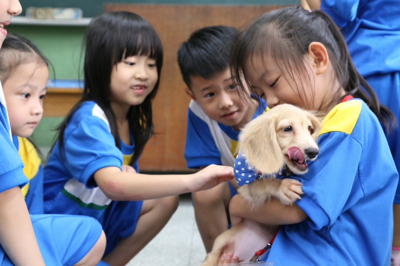 板橋國小校犬小安陪伴孩童讀書。   圖：新北市動保處提供