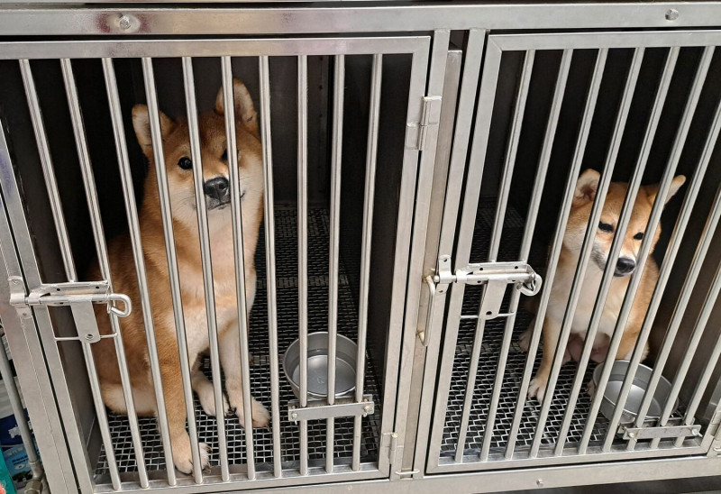 犬隻社會化良好每日定時外出活動。         圖：新北市動保處提供