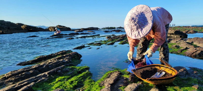 海女阿嬤於貢寮馬崗海邊採收紫菜。   圖：新北市漁業處提供