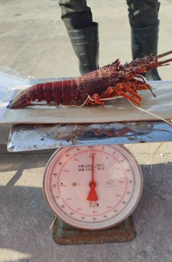 中國突然限制龍蝦進口，造成龍蝦卡在越中邊境，約有6噸龍蝦死亡。（示意照片）   圖：洪申翰辦公室提供