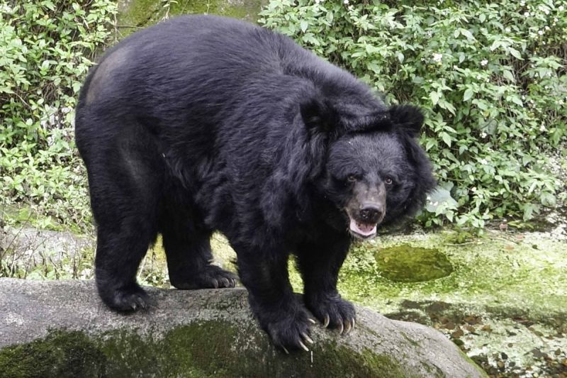 臺灣黑熊個體數少，野放又觸陷阱，多家動物園聯合保育。   圖／臺北市立動物園授權提供