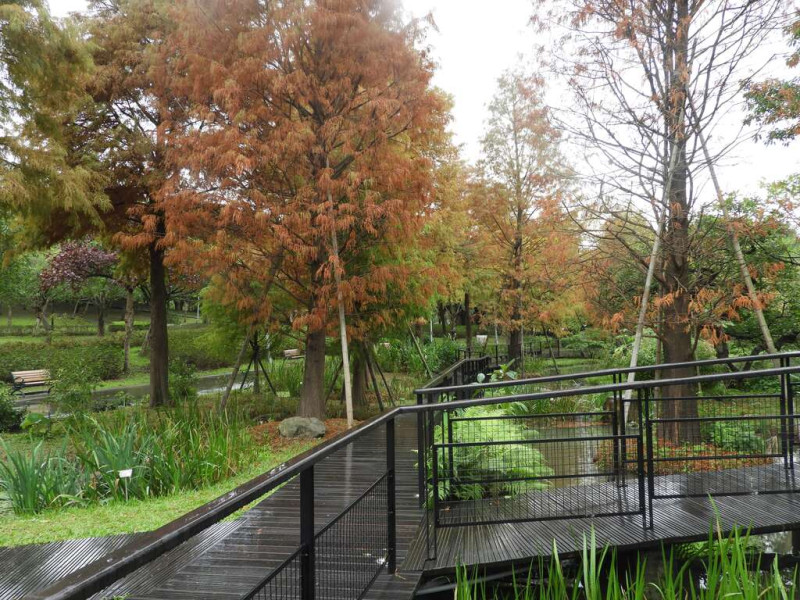 池南池畔落羽松步道 ，配合生態池水域及大型賞鳥平台、新植落羽松步道區。   圖：台北工務局／提供