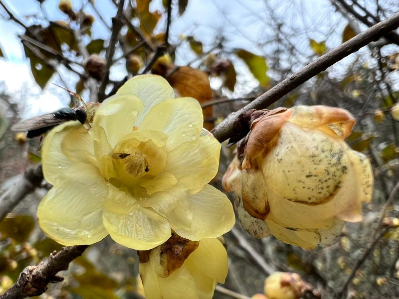 武陵農場蠟梅已開滿，花期長達1個月，到農曆春節都看的到。   圖：取自武陵農場臉書