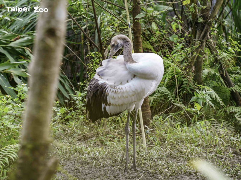 日本北海道釧路市市長，將於1月11-12日組團來動物園探視丹頂鶴寶寶「哩鶴」。   圖：台北市立動物園／提供