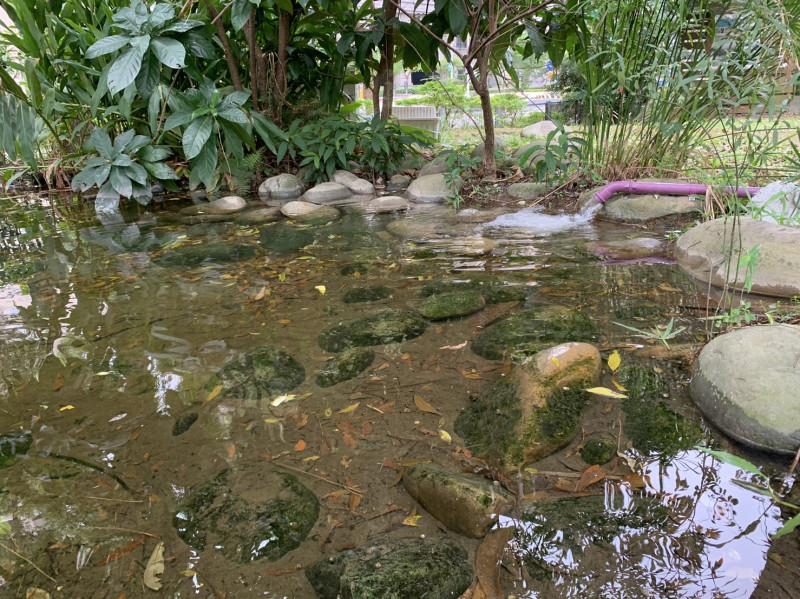 桃子腳國中小生態池水源採用污水場回收水。   圖：新北市水利局提供