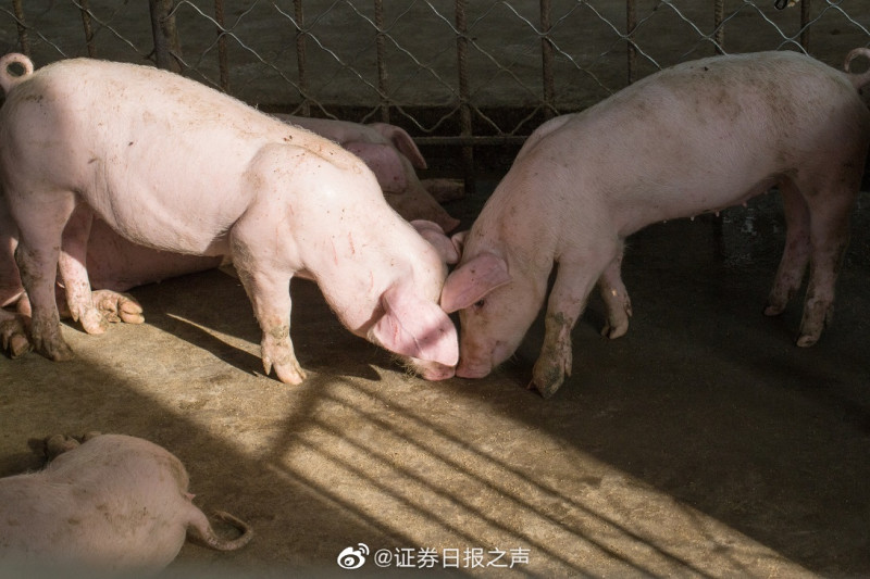 中國近期的養豬成本增加，目前養豬業者已連虧3周，讓每頭豬平均虧損近500元人民幣(約2250元新台幣)。(示意圖)   圖:翻攝自微博