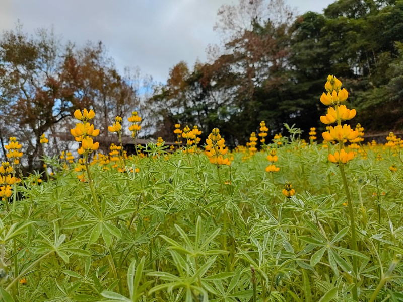 位於貓空樟樹步道的魯冰花，一整片黃澄澄花海宛如仙境。   圖：台北市政府工務局大地工程處／提供