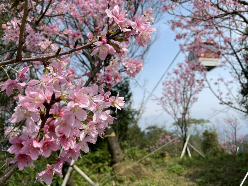 貓空櫻花仙境。   圖：台北市政府工務局大地工程處／提供