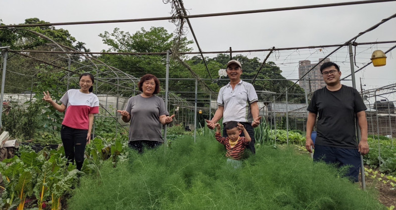 青農邱奕豪（右一）與父親邱顯輝（右二）一同經營「輝要有機菜園」，以種植有機短期葉菜類為主，亦種植瑞士甜菜、芝麻葉、羽衣甘藍等較特殊作物。   圖：新北市農業局提供